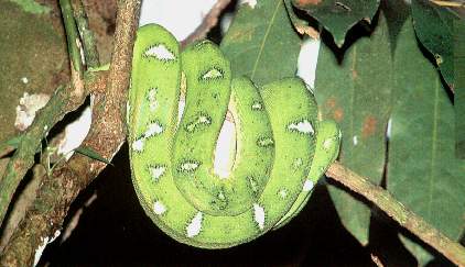 Boa esmeralda.jpg (21363 bytes)