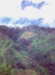 Bosque El Chaupe.jpg (8692 bytes)