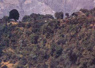 Bosques de intipampa .jpg (16290 bytes)