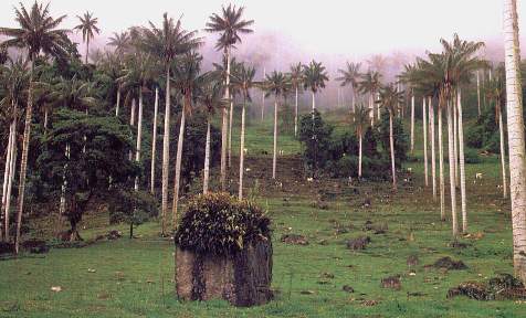 Bosques de la cordillera de tarros