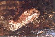 Caiman de quebrad.jpg (6254 bytes)