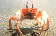 Cangrejo.jpg (5636 bytes)