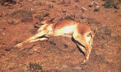 Caza de vicu�as.jpg (33619 bytes)