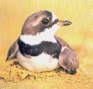 Chorlito-Paracas.jpg (6130 bytes)