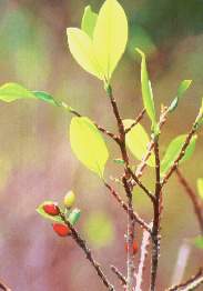 Coca.jpg (7466 bytes)