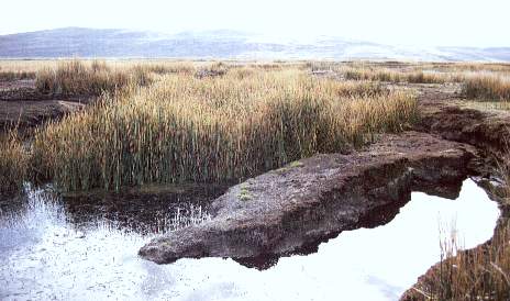 Contaminacion lago.jpg (25230 bytes)