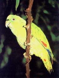 Cotorra o aurora.jpg (8050 bytes)
