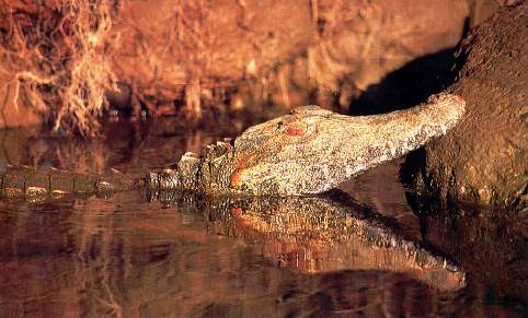 El caim�n de quebrada.jpg (30500 bytes)