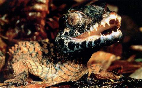 El caim�n enano.jpg (30543 bytes)