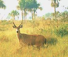 El ciervo de los pantanos.jpg (8296 bytes)