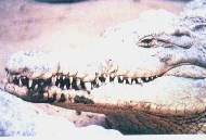 El cocodrilo de Tumbes.jpg (5317 bytes)