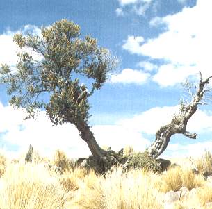 El colle.jpg (17300 bytes)