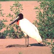 El gran jabir�.jpg (8110 bytes)