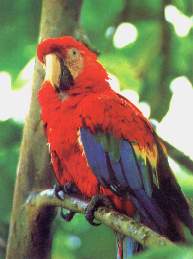 El guacamayo escarlata.jpg (8797 bytes)