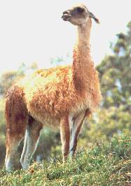 El guanaco.jpg (9763 bytes)