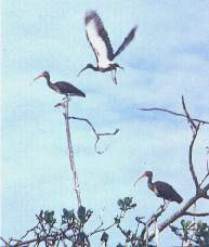 El ibis.jpg (7198 bytes)