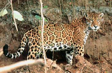 El jaguar.jpg (25730 bytes)