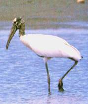 El manchaco.jpg (6021 bytes)