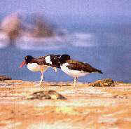 El ostrero com�n.jpg (5869 bytes)