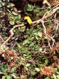 El paucar.jpg (15948 bytes)