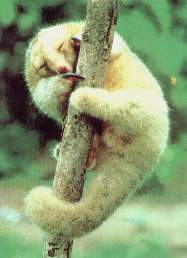 El peque�o serafin.jpg (8177 bytes)