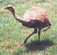 El suri.jpg (10746 bytes)