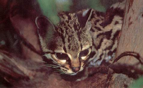 El tigrillo.jpg (20093 bytes)