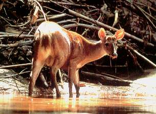 El venado colorado.jpg (18294 bytes)