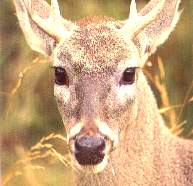 El venado gris o cola blanca.jpg (8215 bytes)