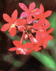 Epidendrum secundum.jpg (9889 bytes)