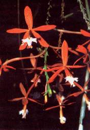 Epidendrum secundumY-ch.jpg (9001 bytes)