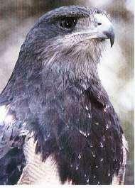 Fauna Lachay.jpg (10471 bytes)