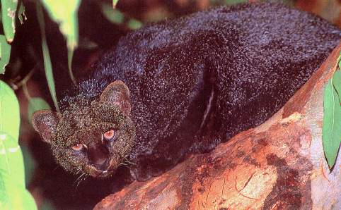 Felino Yaguarundi.jpg (31647 bytes)