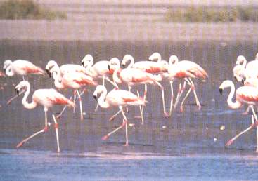 Flamengos.jpg (14621 bytes)