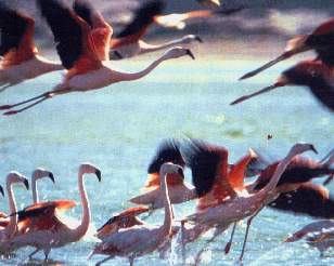 Flamengos1.jpg (14331 bytes)