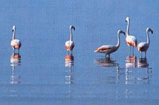 Flamengos o parihuanas.jpg (7866 bytes)