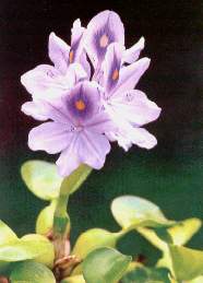 Flor_de_jacinto_de_agua.jpg (8554 bytes)