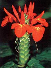 Flor de una Malvacea.jpg (8926 bytes)