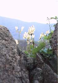 Flora Lachaay.jpg (8869 bytes)