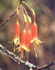 Flores de amasisa.jpg (7414 bytes)