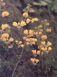 Flores de ortiga.jpg (9747 bytes)