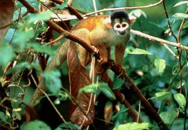 Frailecillos o monos ardilla.jpg (22698 bytes)