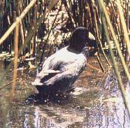 Gallareta americana.jpg (10905 bytes)