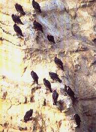 Gallinazo de cabeza roja.jpg (13453 bytes)