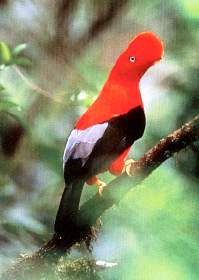 Gallito_de_rocas_-_Mach.jpg (8979 bytes)