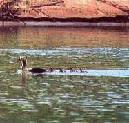 Ganso del Orinoco.jpg (8019 bytes)