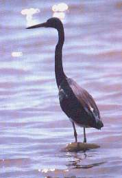 Garza azul.jpg (7209 bytes)