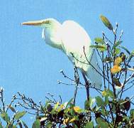 Garza blanca grande.jpg (8222 bytes)