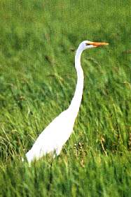 Garza blanca grande1.jpg (11537 bytes)