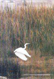 Garza blanca peq.jpg (9511 bytes)